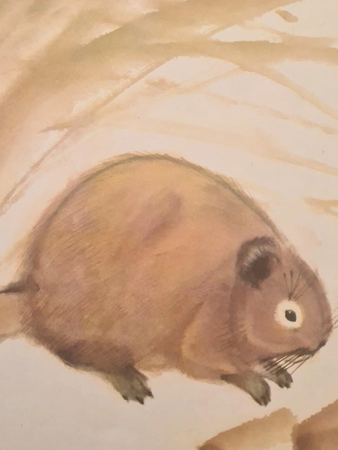 Az56